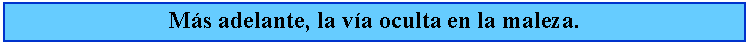 Cuadro de texto: Ms adelante, la va oculta en la maleza.